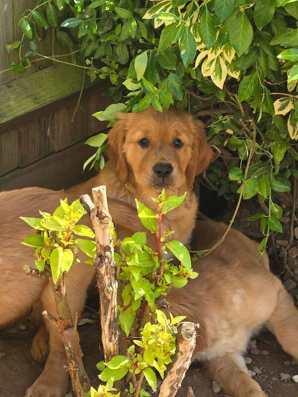 Stunning golden Retriever puppies for sale in Boston, Lincolnshire | Image 2