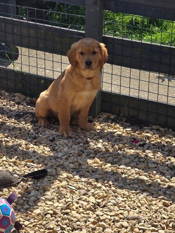 Stunning golden Retriever puppies for sale in Boston, Lincolnshire - Image 3