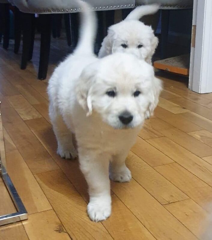 Golden Retriever puppies for sale in Eccles, Greater Manchester – 8 weeks old