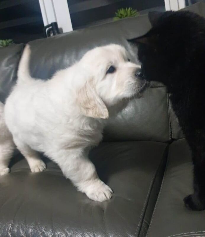 Golden Retriever puppies for sale in Eccles, Greater Manchester โ 8 weeks old - Image 2 of 4