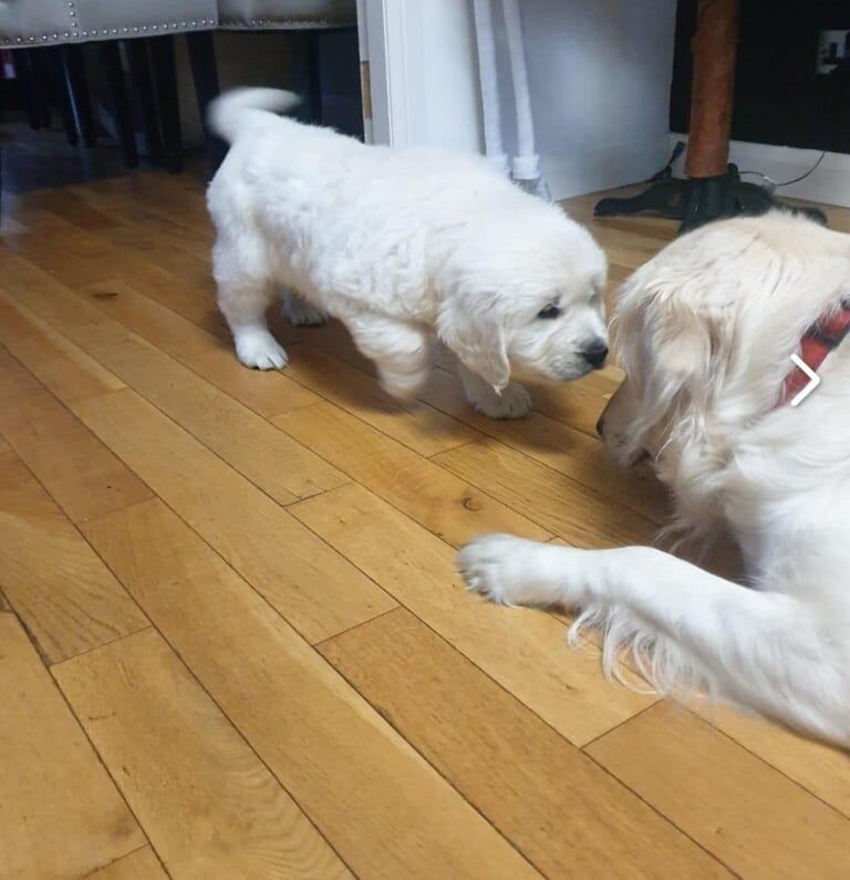 Golden Retriever puppies for sale in Eccles, Greater Manchester โ 8 weeks old - Image 3 of 4
