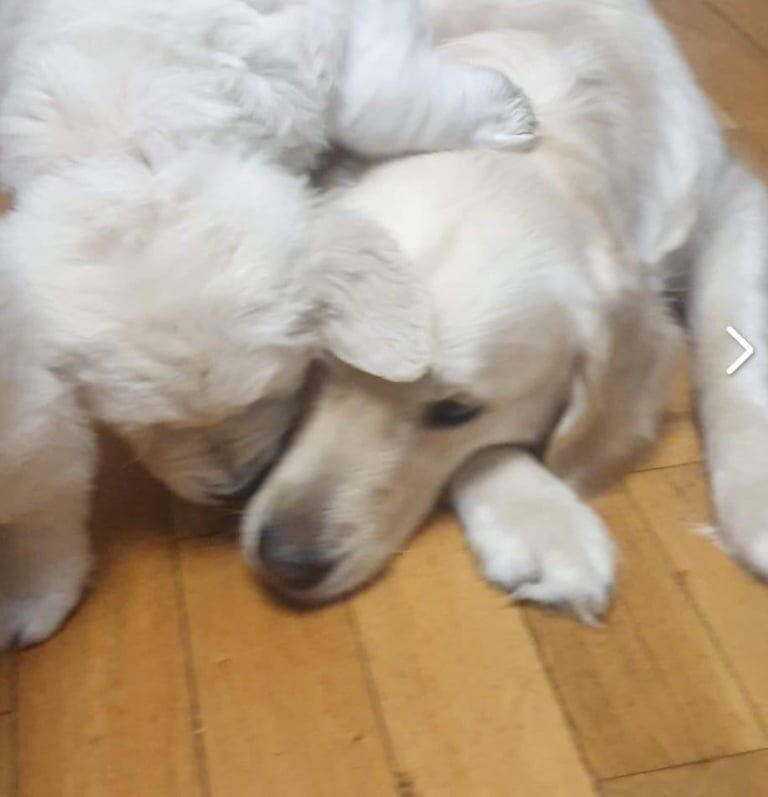 Golden Retriever puppies for sale in Eccles, Greater Manchester โ 8 weeks old - Image 4 of 4