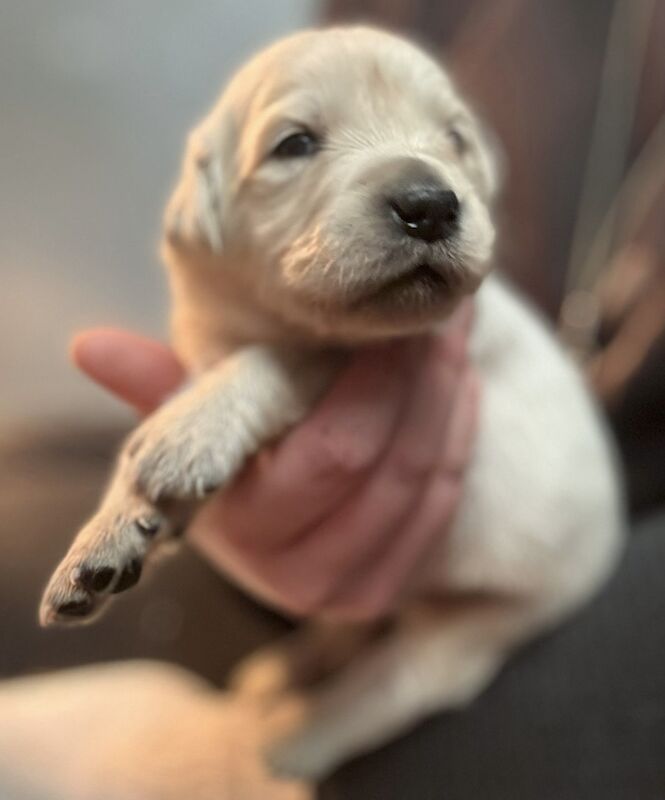Stunning Golden Retriever Pups - New bloodlines for sale in Pilling, Lancashire