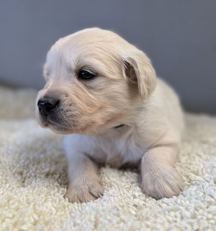 Stunning Golden Retriever Pups - New bloodlines for sale in Pilling, Lancashire