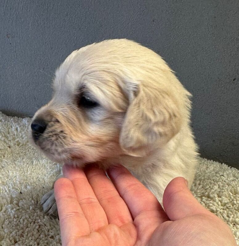 Stunning Golden Retriever Pups - New bloodlines for sale in Pilling, Lancashire - Image 9