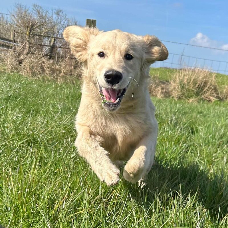 Stunning Golden Retriever Pups - New bloodlines for sale in Pilling, Lancashire - Image 12