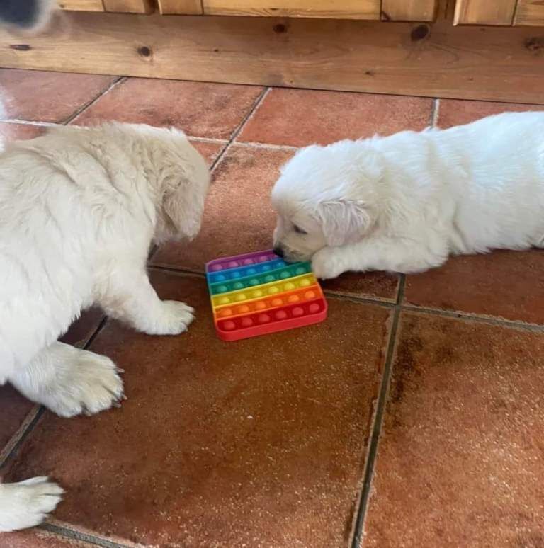 Stunning golden retrievers health tested - Image 3 of 4