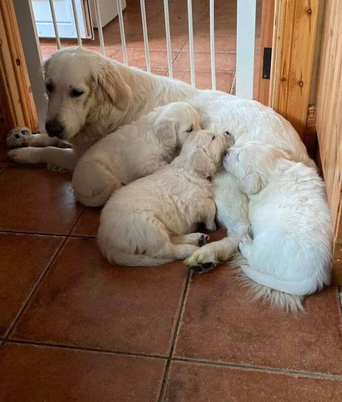 Stunning golden retrievers health tested - Image 4 of 4