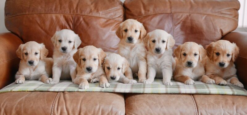 Stunning KC Health Tested Golden Retriever Puppies