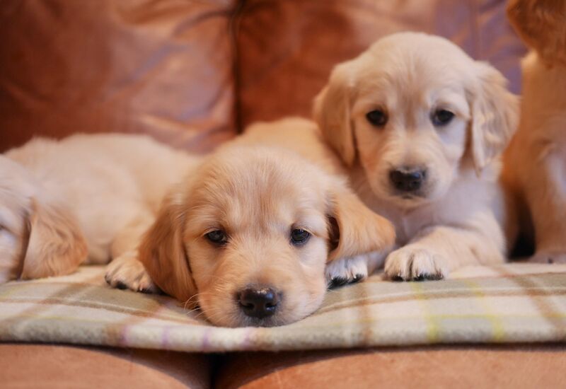 Stunning KC Health Tested Golden Retriever Puppies - Image 2 of 15