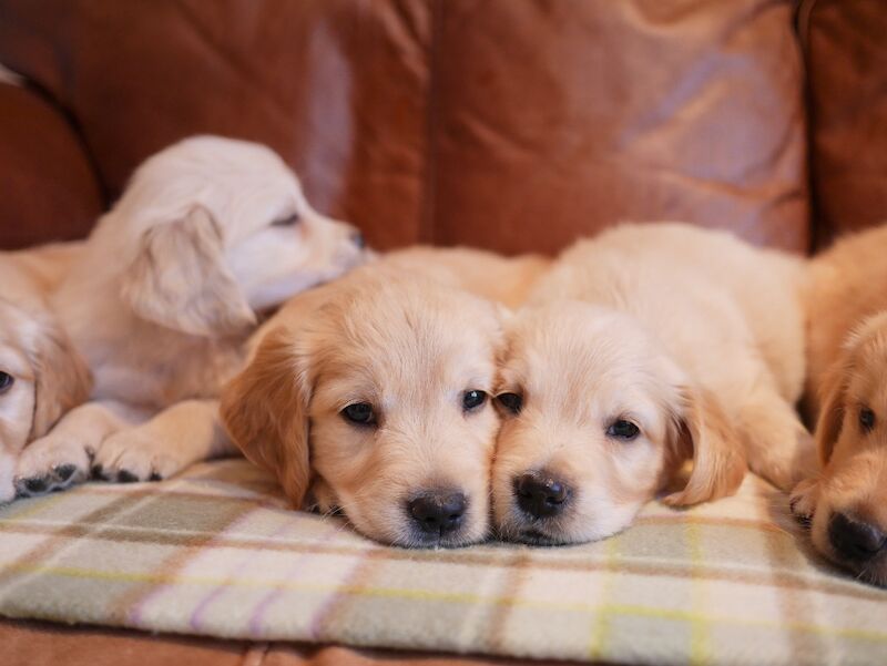 Stunning KC Health Tested Golden Retriever Puppies - Image 4 of 15