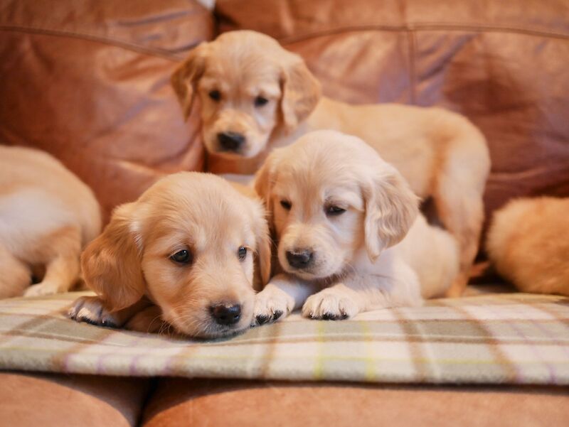 Stunning KC Health Tested Golden Retriever Puppies - Image 5 of 15