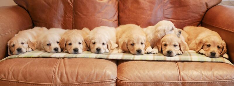 Stunning KC Health Tested Golden Retriever Puppies - Image 6 of 15