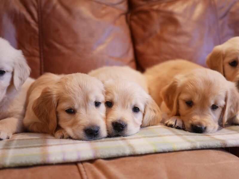 Stunning KC Health Tested Golden Retriever Puppies - Image 8 of 15