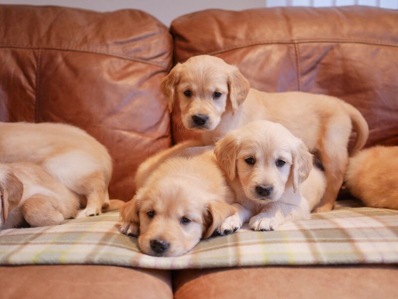 Stunning KC Health Tested Golden Retriever Puppies - Image 9 of 15