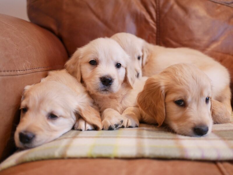 Stunning KC Health Tested Golden Retriever Puppies - Image 10 of 15