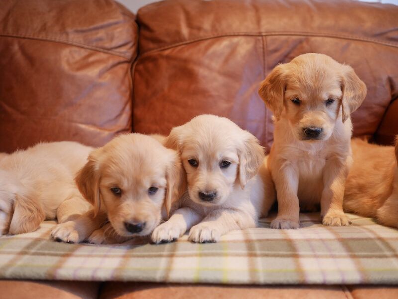 Stunning KC Health Tested Golden Retriever Puppies - Image 11 of 15
