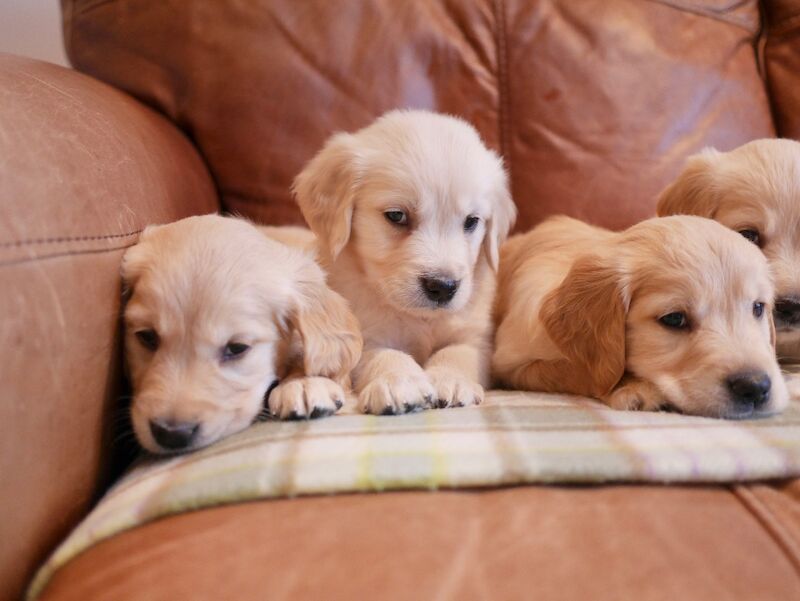 Stunning KC Health Tested Golden Retriever Puppies - Image 12 of 15
