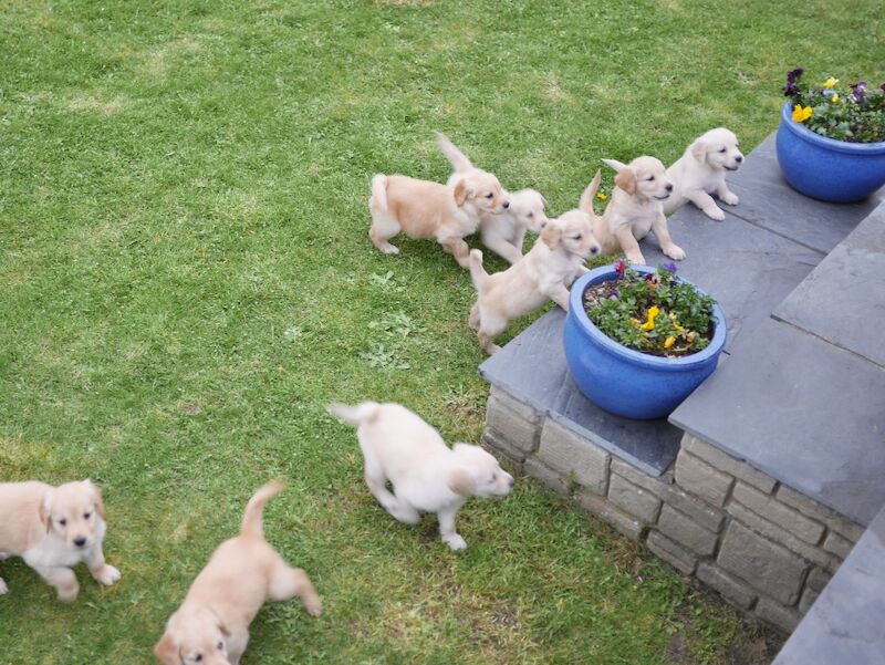 Stunning KC Health Tested Golden Retriever Puppies - Image 13 of 15