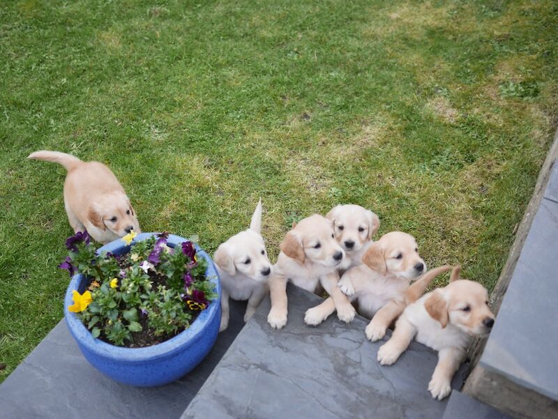 Stunning KC Health Tested Golden Retriever Puppies - Image 14 of 15