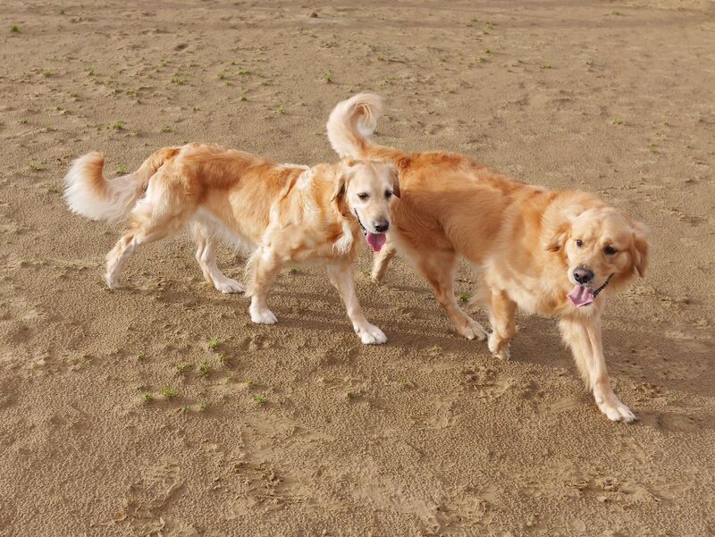 Stunning KC Health Tested Golden Retriever Puppies - Image 15 of 15