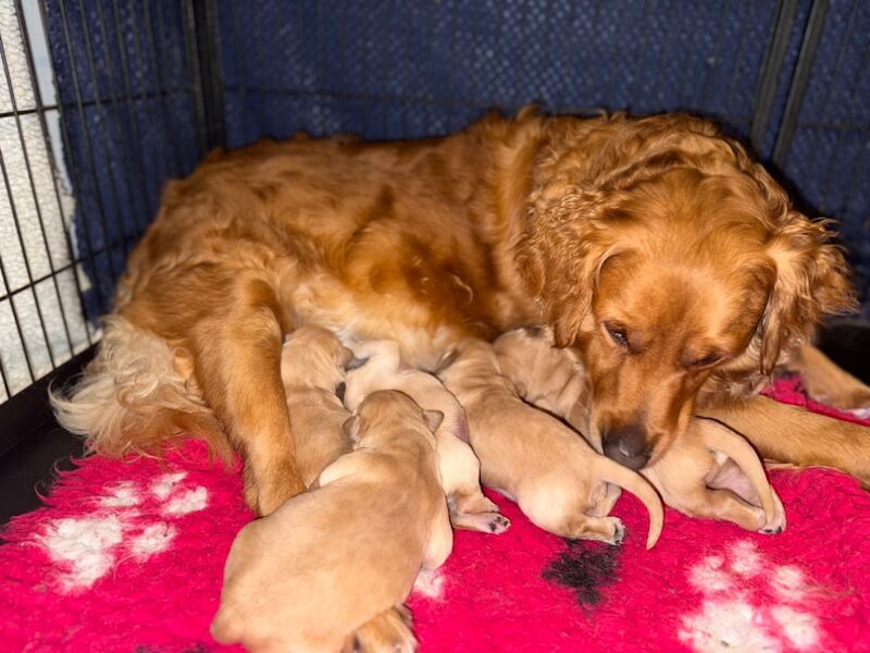 Golden Retriever puppies for sale in March, Cambridgeshire – KC registered, 1 week old