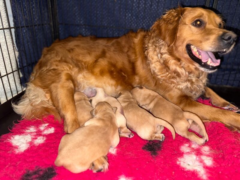 Stunning KC Reg fully health tested Golden Retriever puppies - Image 2 of 12