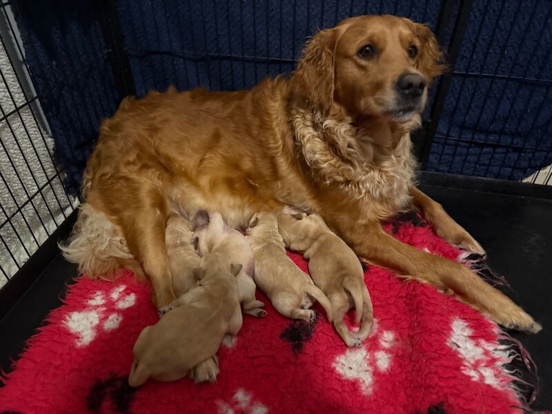 Stunning KC Reg fully health tested Golden Retriever puppies - Image 3 of 12
