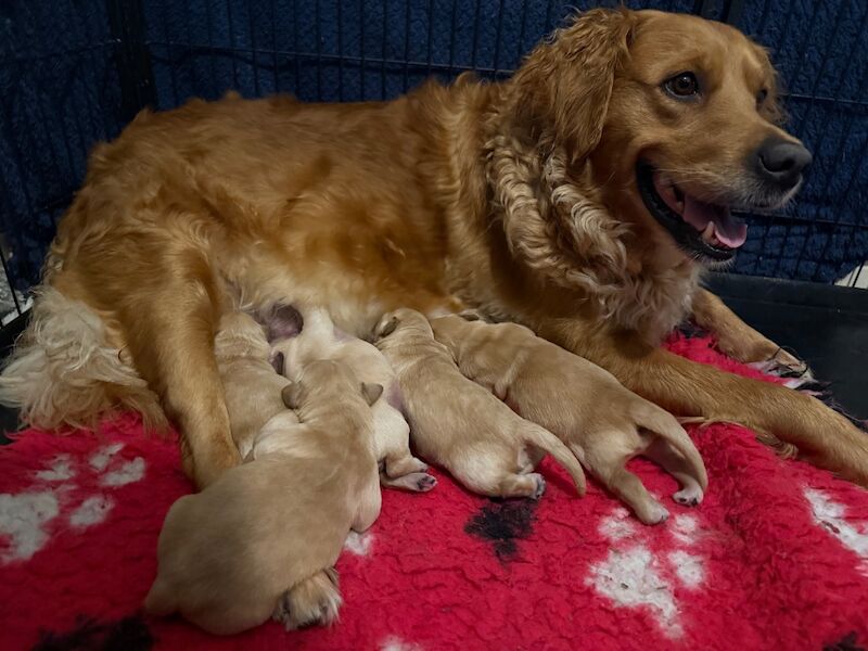 Stunning KC Reg fully health tested Golden Retriever puppies - Image 4 of 12