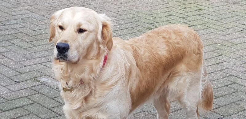 Stunning KC Reg fully health tested Golden Retriever puppies - Image 5 of 12