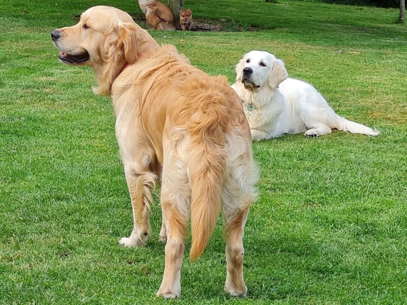 Stunning KC Reg fully health tested Golden Retriever puppies - Image 6 of 12