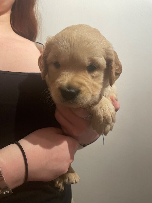 Stunning KC Reg fully health tested Golden Retriever puppies - Image 7 of 12