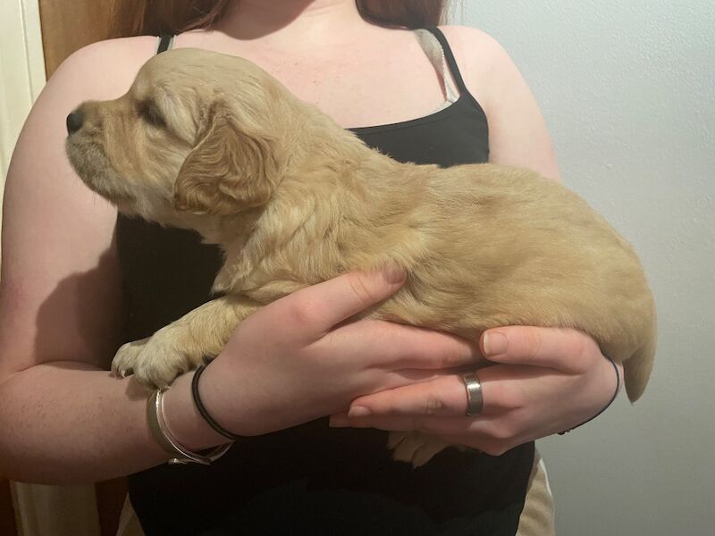Stunning KC Reg fully health tested Golden Retriever puppies - Image 8 of 12