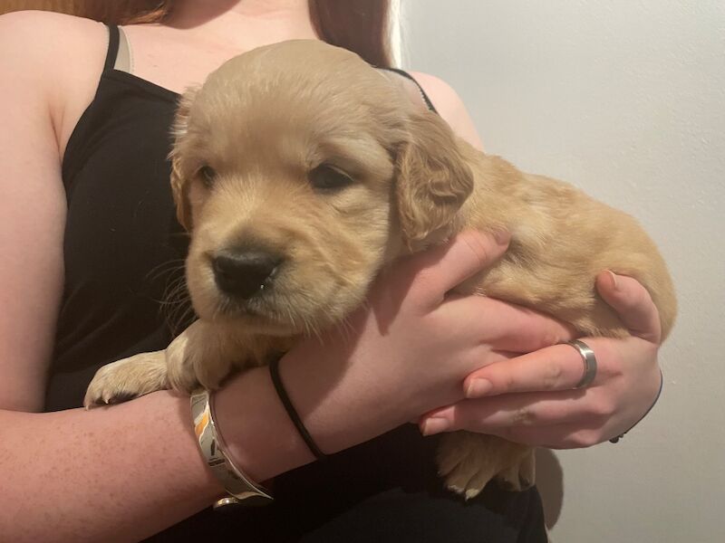 Stunning KC Reg fully health tested Golden Retriever puppies - Image 9 of 12