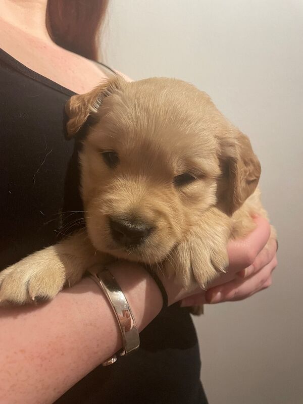 Stunning KC Reg fully health tested Golden Retriever puppies - Image 10 of 12