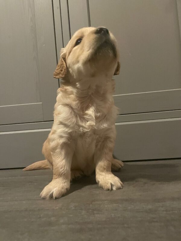 Stunning KC Reg fully health tested Golden Retriever puppies - Image 11 of 12