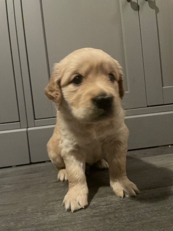 Stunning KC Reg fully health tested Golden Retriever puppies - Image 12 of 12