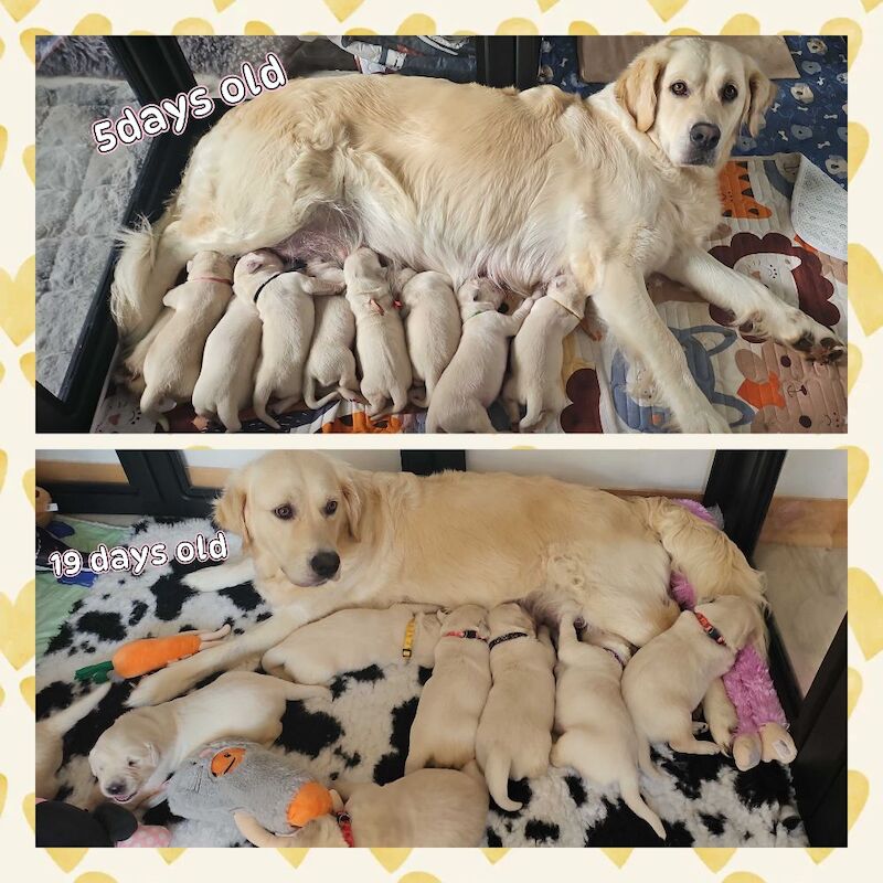 Stunning KC registered Golden retriever puppies