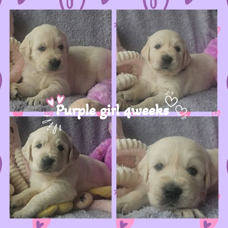 Rit Rever Stunning KC Registered Golden Retriever Puppies For Sale in Morecambe ...