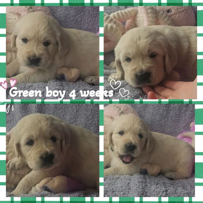 Rit Rever Stunning KC Registered Golden Retriever Puppies For Sale in Morecambe ...