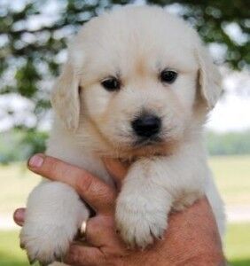 Golden Retriever puppies for sale in Glasgow, City of Glasgow – KC registered, 7 weeks old