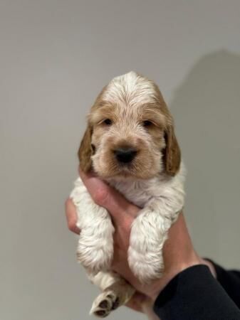 Stunning litter of show type cocker spaniels for sale in Walsall, West Midlands