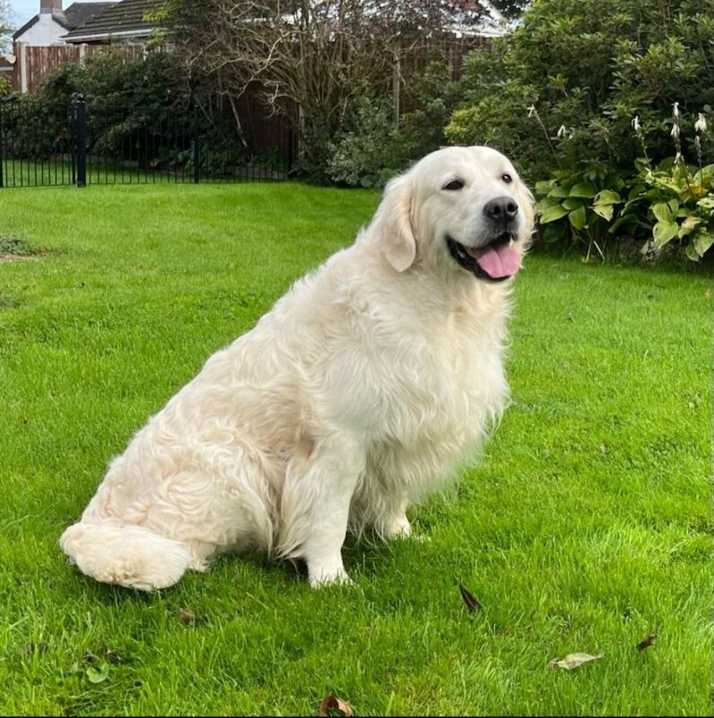 Summer Golden retriever puppies. for sale in Derbyshire