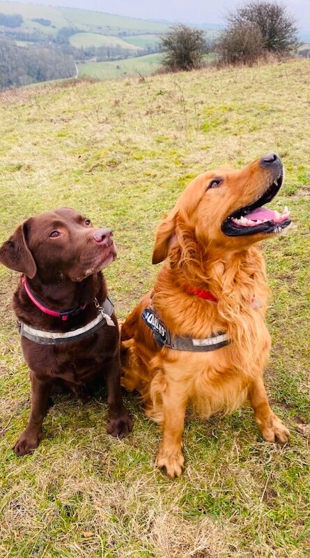 Superb stud well proven fully registered health tested etc for sale in Haywards Heath, West Sussex | Image 2