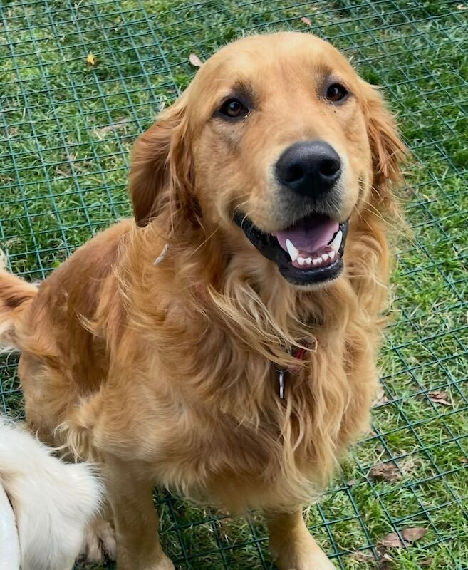 Golden Retriever stud dog for stud in Haywards Heath, West Sussex – KC registered, 2 years old - Image 3 of 5