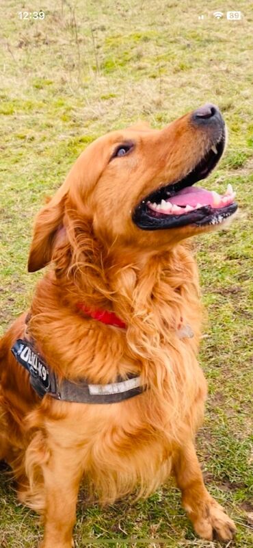 Golden Retriever stud dog for stud in Haywards Heath, West Sussex – KC registered, 2 years old - Image 5 of 5