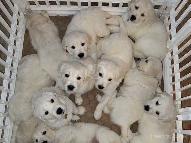 To go fast exceptionally stunning KC Reg. Golden Retriever pups for sale in Hereford, Herefordshire