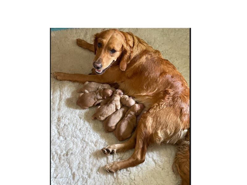 Golden Retriever puppies for sale in Haywards Heath, West Sussex – KC registered, 2 minutes old