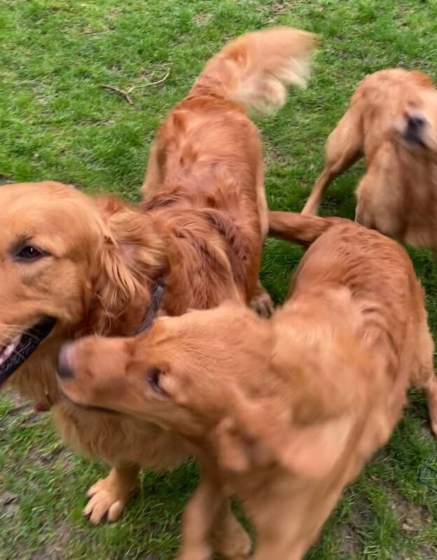 Golden Retriever puppies for sale in Haywards Heath, West Sussex – KC registered, 2 weeks old - Image 4 of 13