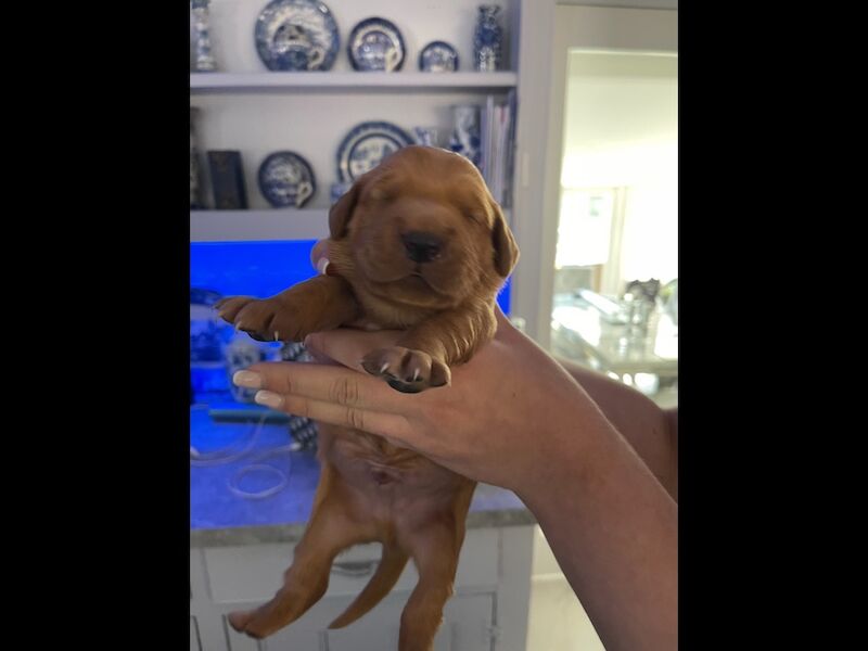 Golden Retriever puppies for sale in Haywards Heath, West Sussex – KC registered, 2 weeks old - Image 6 of 13